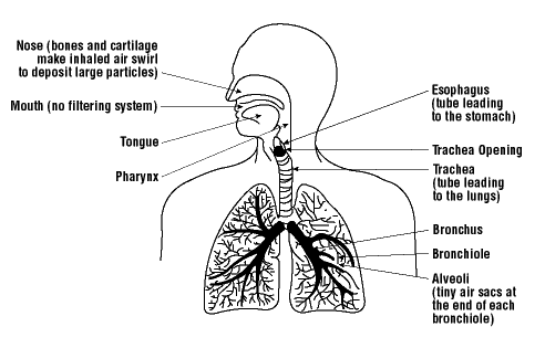 the amount of dead air space present in the lungs of an average adult is approximately