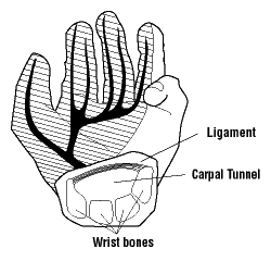 Figure 1 - The Carpal Tunnel